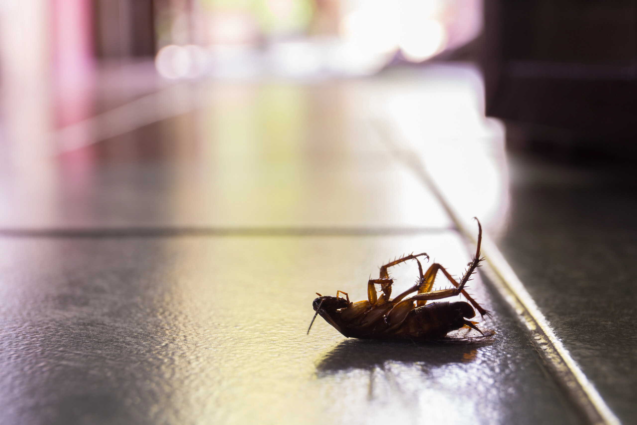 Commercial Pest Control